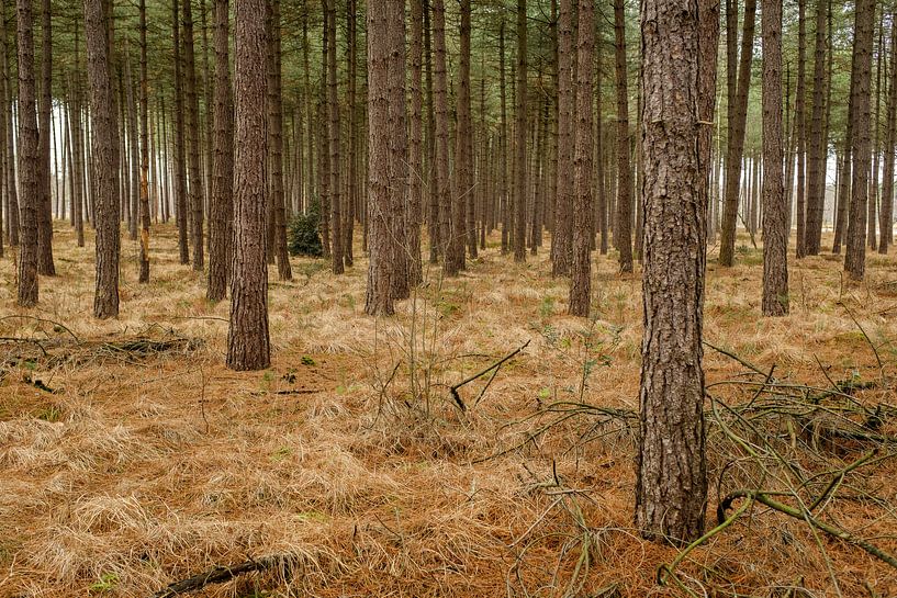The trees or the forest by Johan Vanbockryck