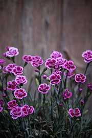 Rustiek Roze Dianthus Bloemen