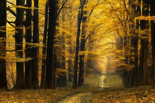 Destination inconnue sur Lars van de Goor