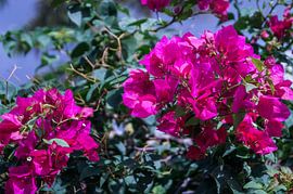 Pink by Colette Molin