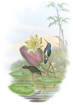 Sapphire met blauwbaas, John Gould van Hummingbirds