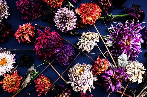 Dahlia's | Warme kleuren