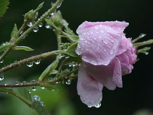 Nach dem Regen - Rosenrot