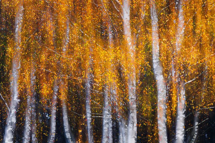 Rideau de feuilles d'or par Daniela Beyer