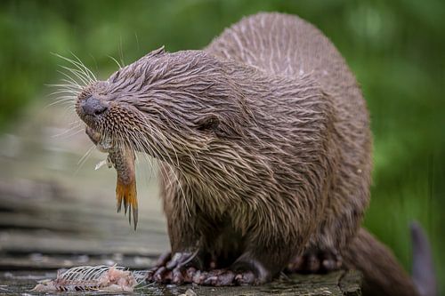European otter (lutra lutra) eats a fish