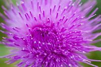 Distel