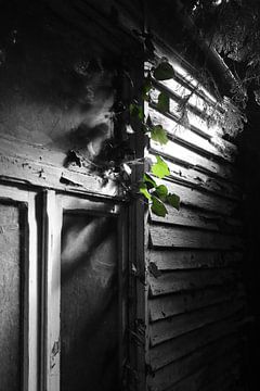 Green Ivy in the Lost Garden van Imladris Images
