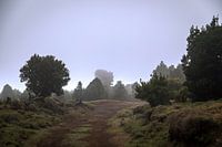 Nevel in de bossen van El Hierro, het kleinste Canarische eiland van Spanje.