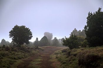 Nebel in den Wäldern von El Hierro, Spaniens kleinster Kanareninsel.