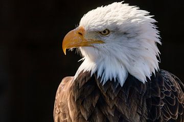Bald Eagle in de zon van Vivo Fotografie
