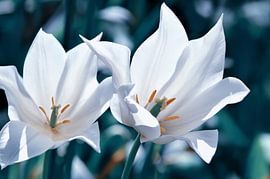 Tulpen  von Violetta Honkisz
