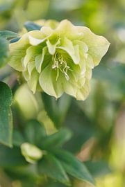 Helleborus 'Touch of Green by Dagmar Hijmans