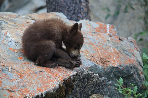 Zwarte berenwelp in Banff National Park, Alberta, Canada