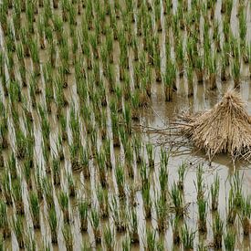 Minimalistisches und beruhigendes Bild eines Reisfeldes in Guizhou, China. von Diederik De Mezel
