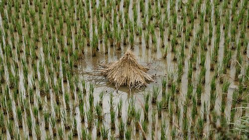 Minimalistisch en rustgevend beeld van een rijstveld in Guizhou, China.
