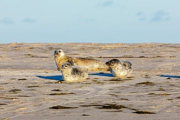 Zeehonden op het strand van Roland Brack