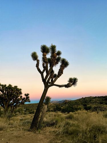 Lonely Joshua Tree