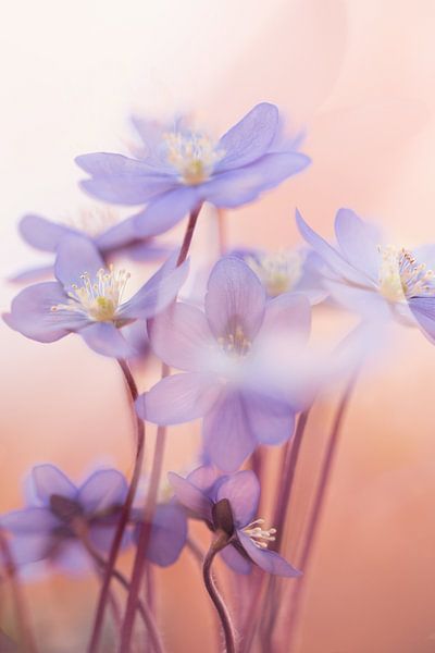 Frühlingssinfonie von Petra Dvorak