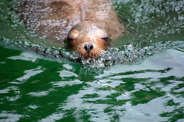 swimming seal by Hans-Jürgen Janda