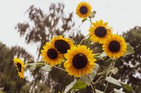 Zonnebloemen