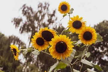 Tournesols sur Plinck Fotografie