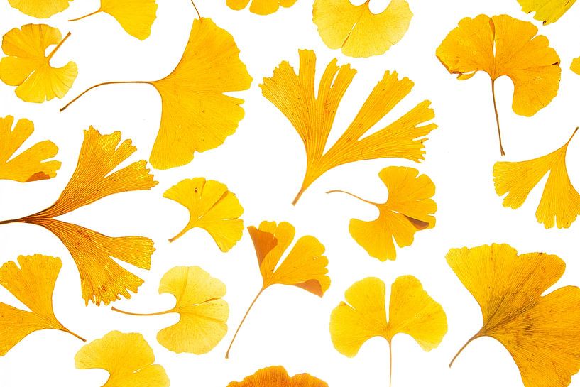 Ginkgo collage by Anjo Kan