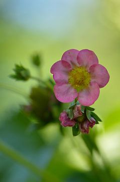 Roze aardbei bloem van Jeffry Clemens