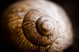 spiraling by Jo Beerens