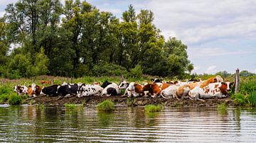 Koeien langs het water in de Biesbosch. van Roelof Aleva