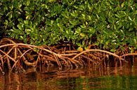 Mangrove wortels in de rivier Rio Grande van Nature in Stock thumbnail