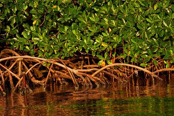 Mangrove roots in the Rio Grande river by Nature in Stock
