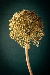 Trockenes Blütenporträt Allium