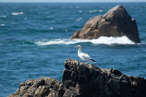 Gannet, off the coast of Brittany