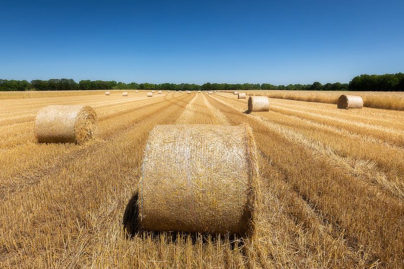 Balles sur le terrain par Lynxs Photography