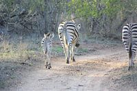 Zebra's