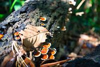 Herbst im Wald
