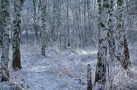 Winterlandschap met berkenbomen bedekt met sneeuw en vorst van Martin Köbsch thumbnail