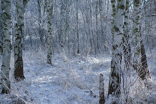 Winterlandschap met berkenbomen bedekt met sneeuw en vorst