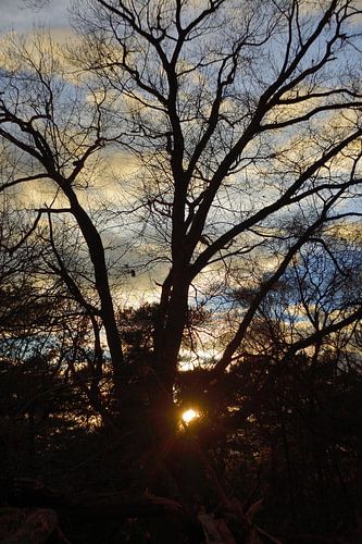 Tree at sunset