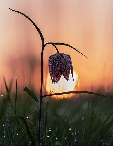 Kievitsbloem bij zonsopkomst