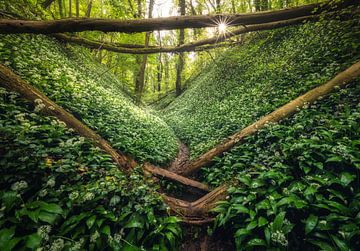 Bärlauch Dschungel von Joris Pannemans - Loris Photography