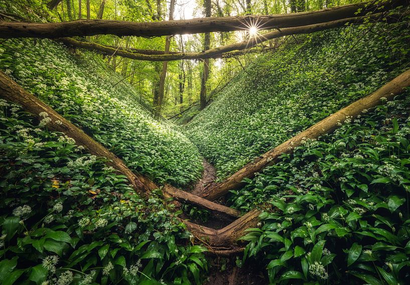 Wild Garlic Jungle by Loris Photography