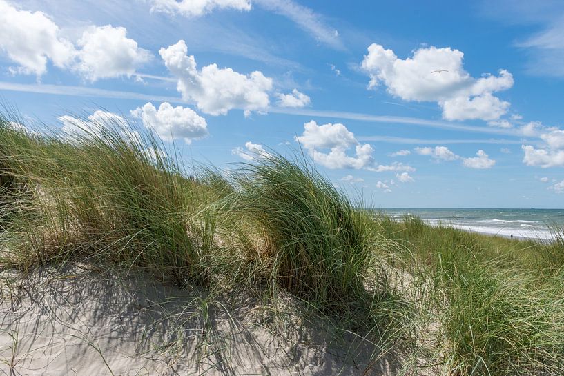 Plucking grass on a dune by Patrick Verhoef