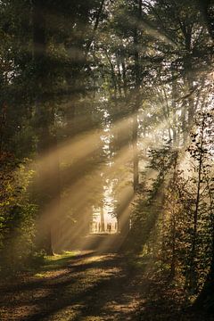 Zonnegroet! Zonnestralen schijnen door het bos van Amelisweerd! van Arthur Puls Photography