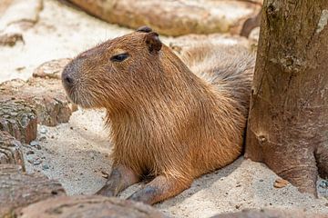 Capybara (Wasserschwein) von t.ART