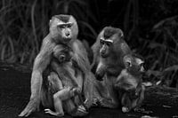 Affenfamilie Makaken in Schwarz und Weiß