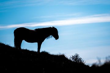 Silhouette van paard van EJH Photography