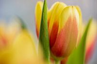 Rood met gele tulp met zachte achtergrond