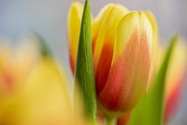 Red and yellow tulip with soft background by Chantalla Photography
