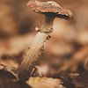 Brown mushroom in vintage setting by Roosmarijn Bruijns